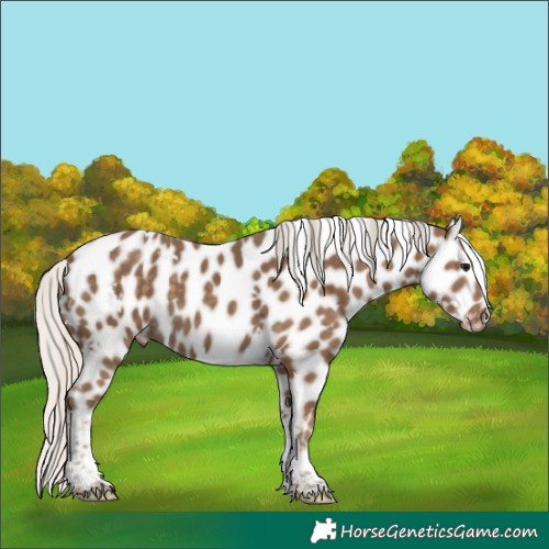 Horse Color:White Spotted Silver Smoky Black Tobiano Leopard 