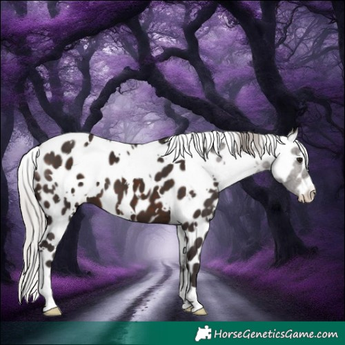 Horse Color:White Spotted Silver Brown Appaloosa 
