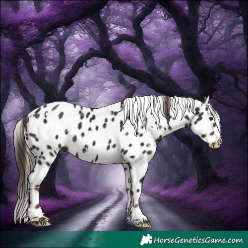 Horse Color:White Spotted Liver Chestnut Appaloosa 