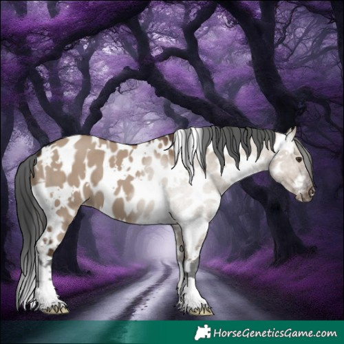 Horse Color:White Spotted Liver Red Dun Near Leopard 