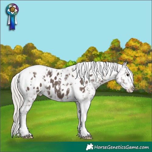 Horse Color:White Spotted Silver Black Tobiano Blanket