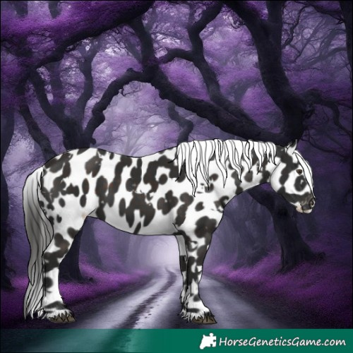 Horse Color:White Spotted Liver Chestnut Appaloosa 