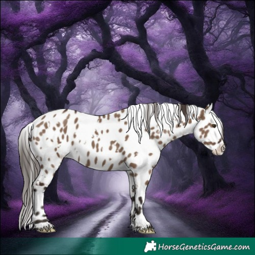 Horse Color:White Spotted Liver Red Dun Appaloosa 