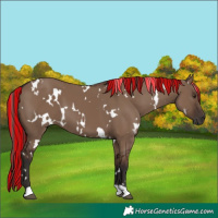 Horse Color:Painted White Spotted Liver Red Dun 