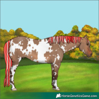 Horse Color:Painted White Spotted Silver Brown Dun 