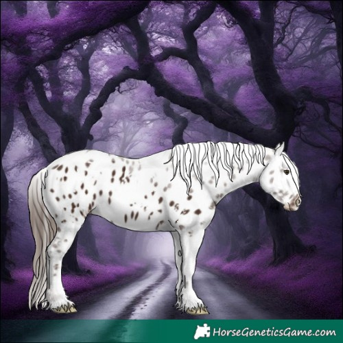 Horse Color:White Spotted Liver Chestnut Near Leopard 