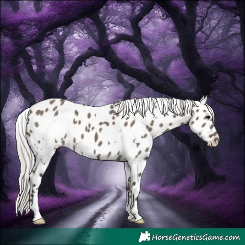 Horse Color:White Spotted Silver Grullo Appaloosa 