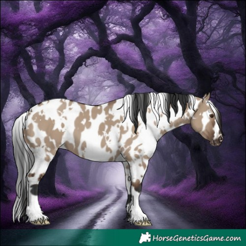 Horse Color:White Spotted Liver Red Dun Appaloosa 