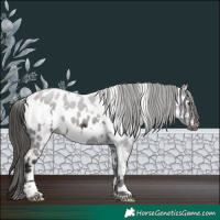 Horse Color:White Spotted Liver Chestnut Appaloosa 