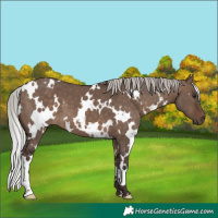 Horse Color:White Spotted Silver Brown Dun 
