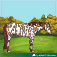 Horse Color:Painted White Spotted Liver Red Dun Near Leopard 