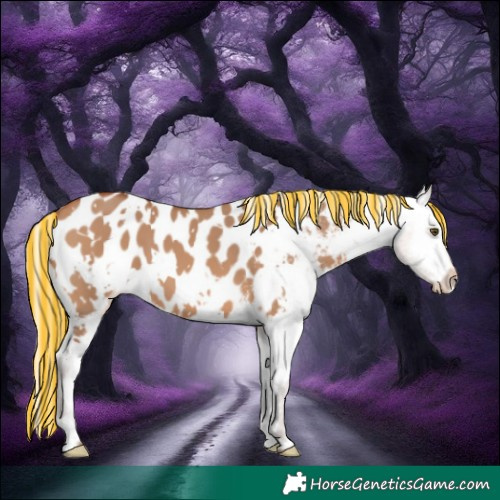 Horse Color:Painted White Spotted Silver Bay Dun Appaloosa 