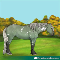 Horse Color:White Spotted Silver Brown Dun 