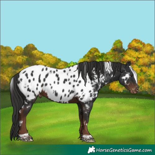 Horse Color:White Spotted Liver Chestnut Appaloosa 