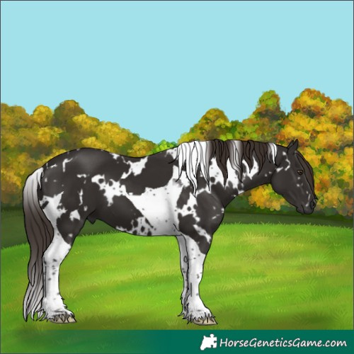 Horse Color:White Spotted Liver Chestnut Tobiano 