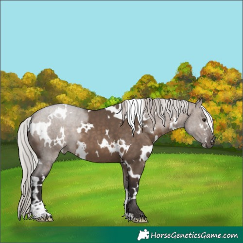 Horse Color:White Spotted Silver Brown Dun 