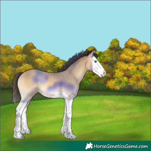 Horse Color:Sable Cream Champagne Onyx Splash 