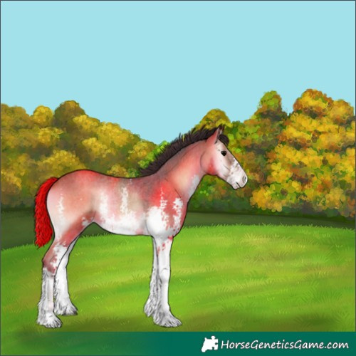 Horse Color:Bay Onyx Sabino Rabicano 