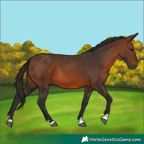 Horse Color:Brown 