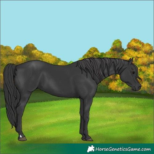 Horse Color:Black 