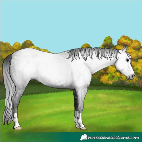 Horse Color:Gray Black 