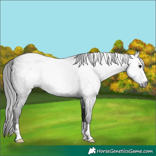 Horse Color:Gray Black 