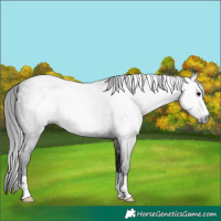 Horse Color:Gray Black 