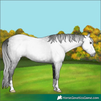 Horse Color:Gray Black 