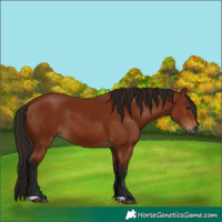 Horse Color:Gray Bay 