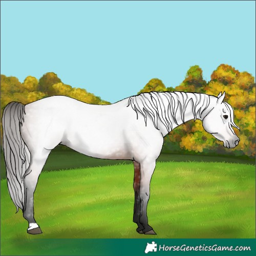 Horse Color:Gray Bay 