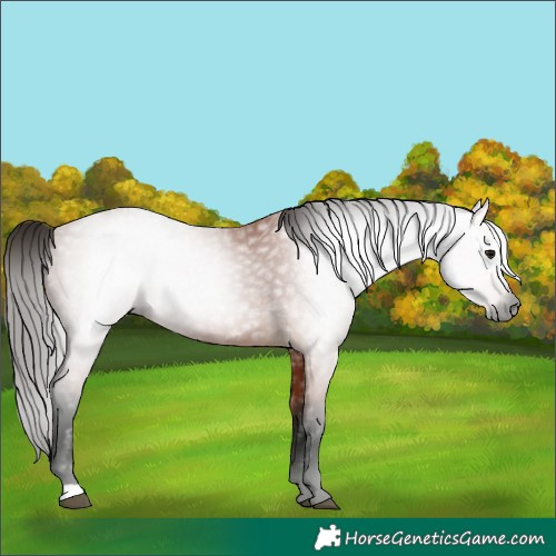 Horse Color:Gray Bay 