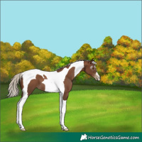 Horse Color:Gray Silver Black Pearl Tobiano 