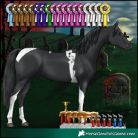 Horse Color:Black Tobiano 