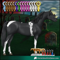 Horse Color:Black Tobiano 