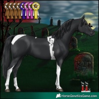 Horse Color:Black Tobiano