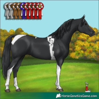 Horse Color:Black Tobiano 