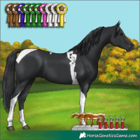 Horse Color:Black Tobiano 
