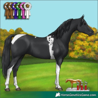 Horse Color:Black Tobiano 