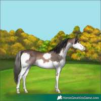 Horse Color:Bay Splash Rabicano