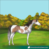 Horse Color:Bay Splash Tobiano 