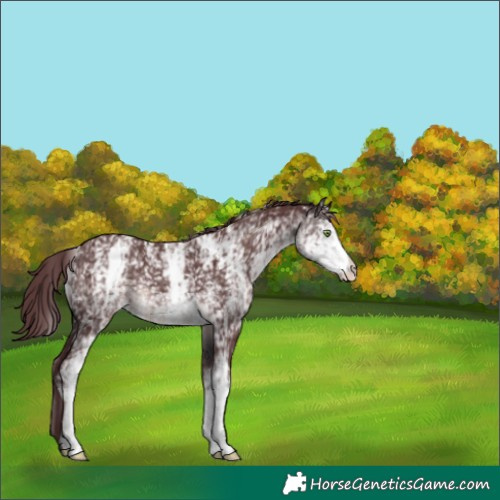 Horse Color:Platinum White Spotted Chocolate Buckskin 