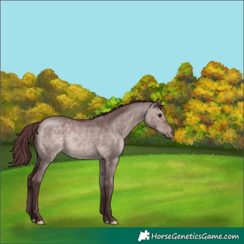 Horse Color:Platinum Chocolate Bay Dun 
