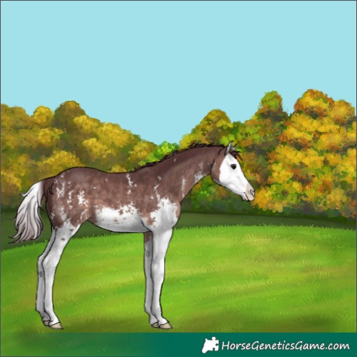 Horse Color:Platinum Chocolate Brown Sabino Splash 