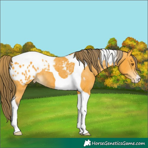Horse Color:Buckskin Tobiano Appaloosa 
