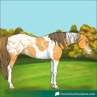 Horse Color:Buckskin Tobiano Appaloosa 