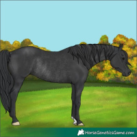 Horse Color:Unknown 