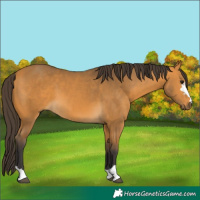 Horse Color:Unknown 