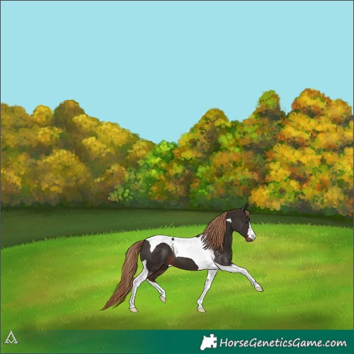 Horse Color:Liver Chestnut Tobiano 