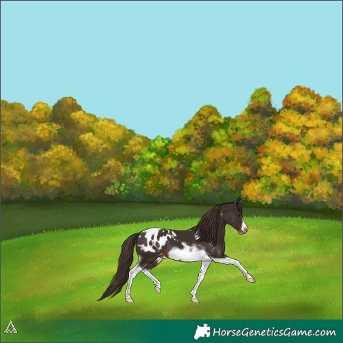 Horse Color:Liver Chestnut Tobiano Frame Appaloosa 
