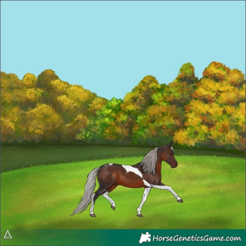 Horse Color:Silver Brown Tobiano 